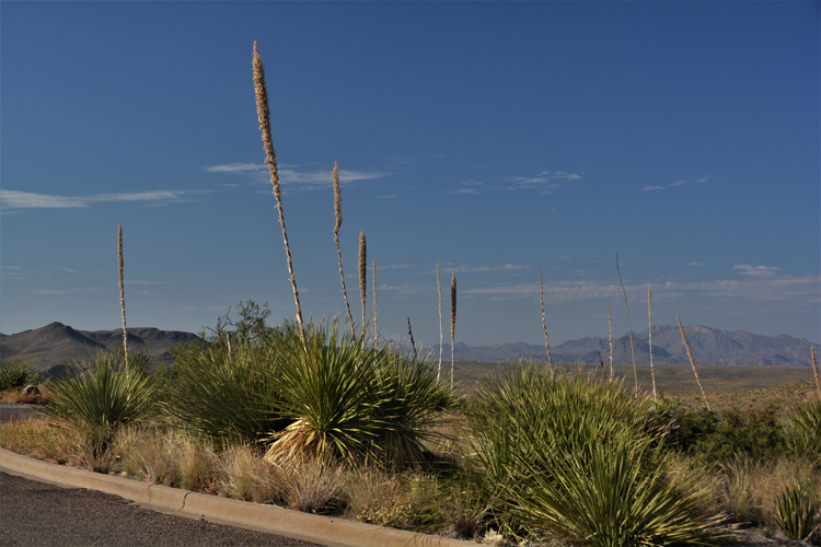 sotol vista